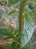 Amaranthus powellii