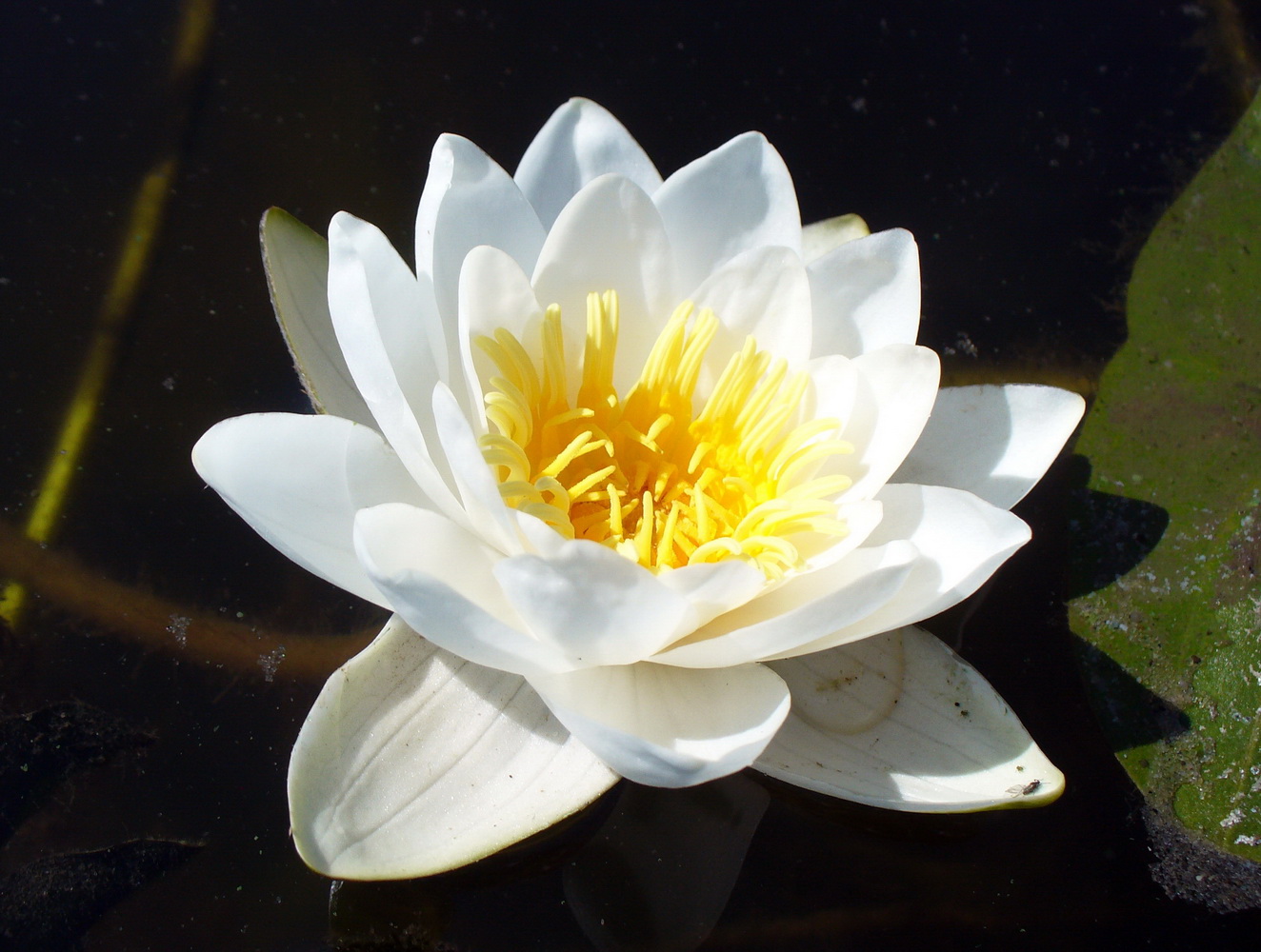 Image of Nymphaea candida specimen.