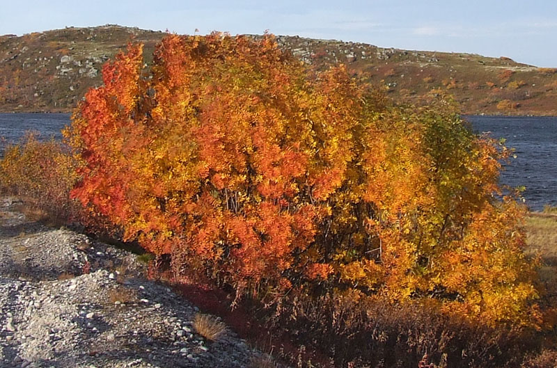 Изображение особи Sorbus aucuparia ssp. glabrata.