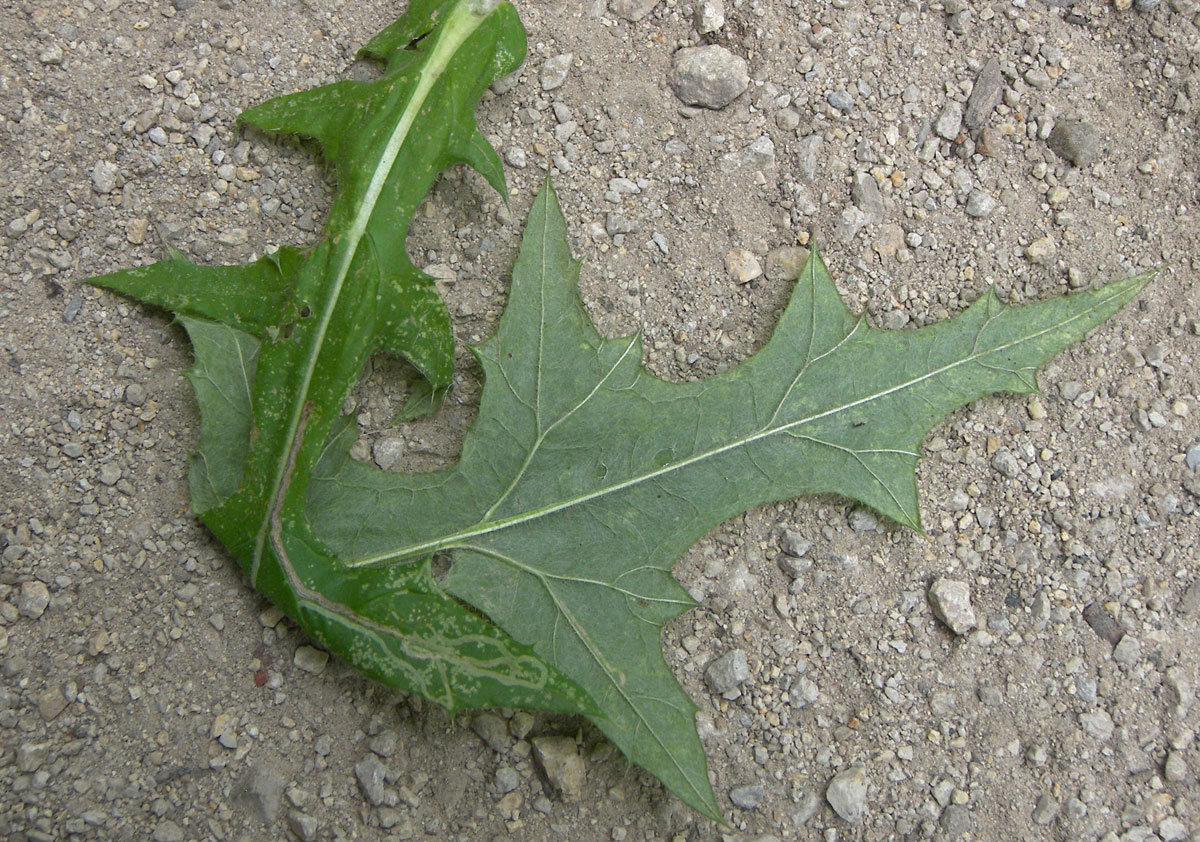 Image of Echinops viridifolius specimen.