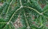 Abies numidica