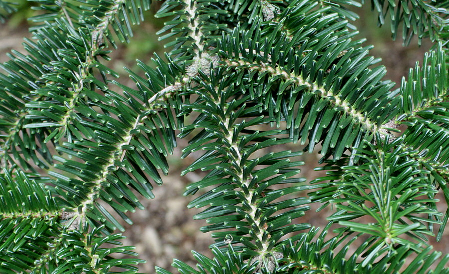 Image of Abies numidica specimen.