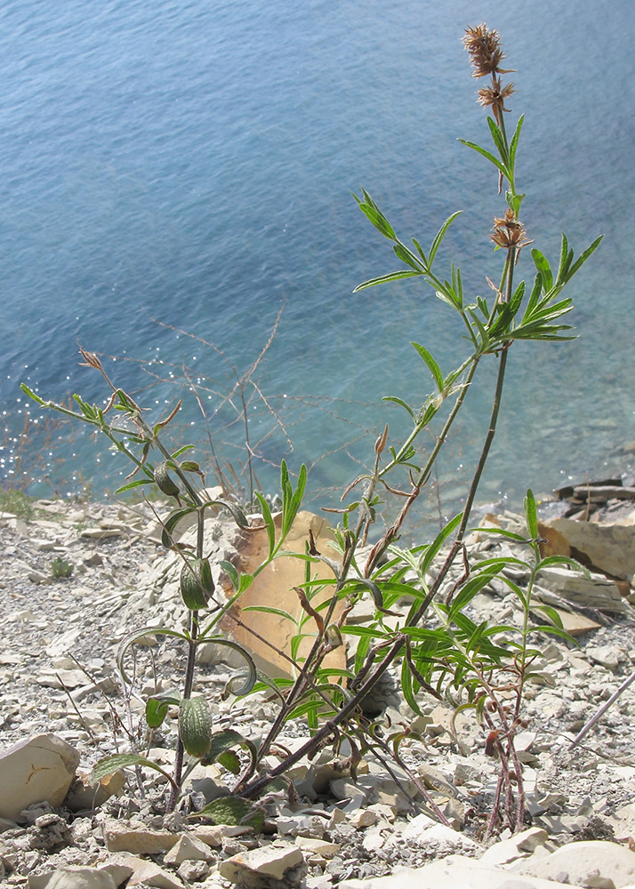 Image of Stachys atherocalyx specimen.