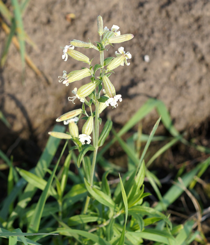 Изображение особи Silene amoena.