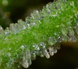 Image of taxon representative. Author is Татьяна Мальчинская