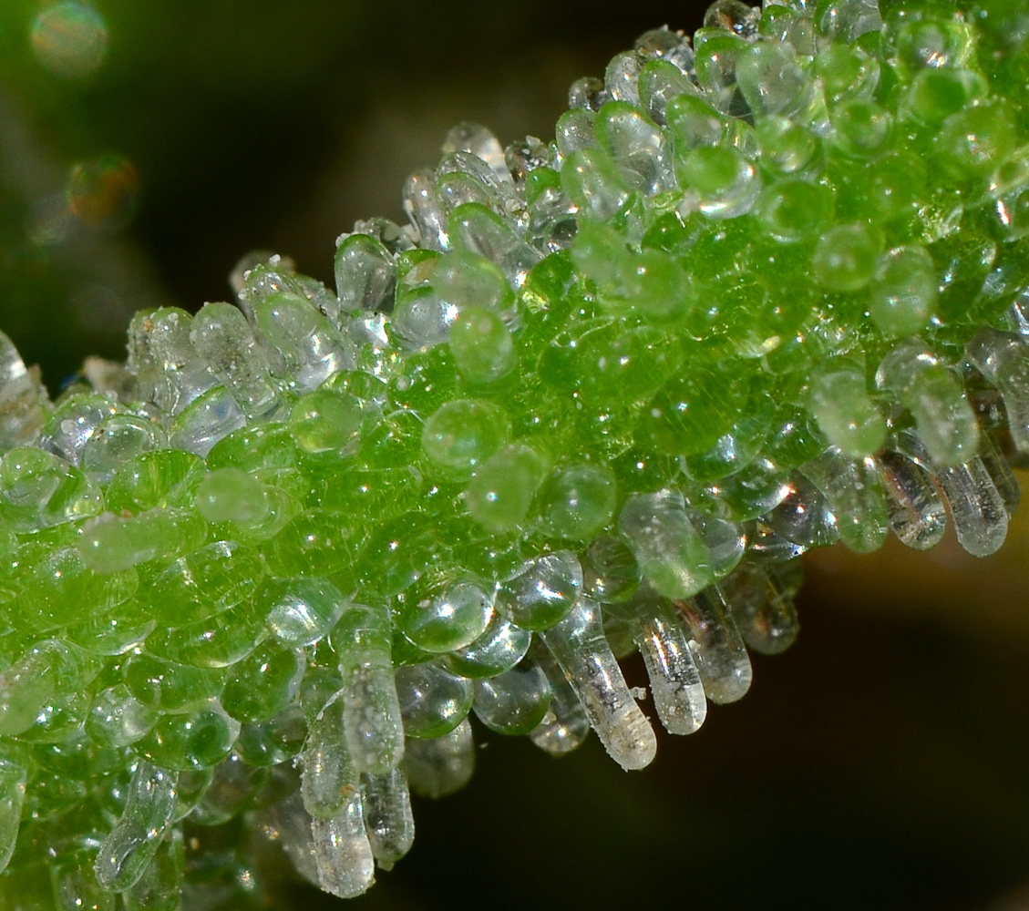 Изображение особи Mesembryanthemum crystallinum.