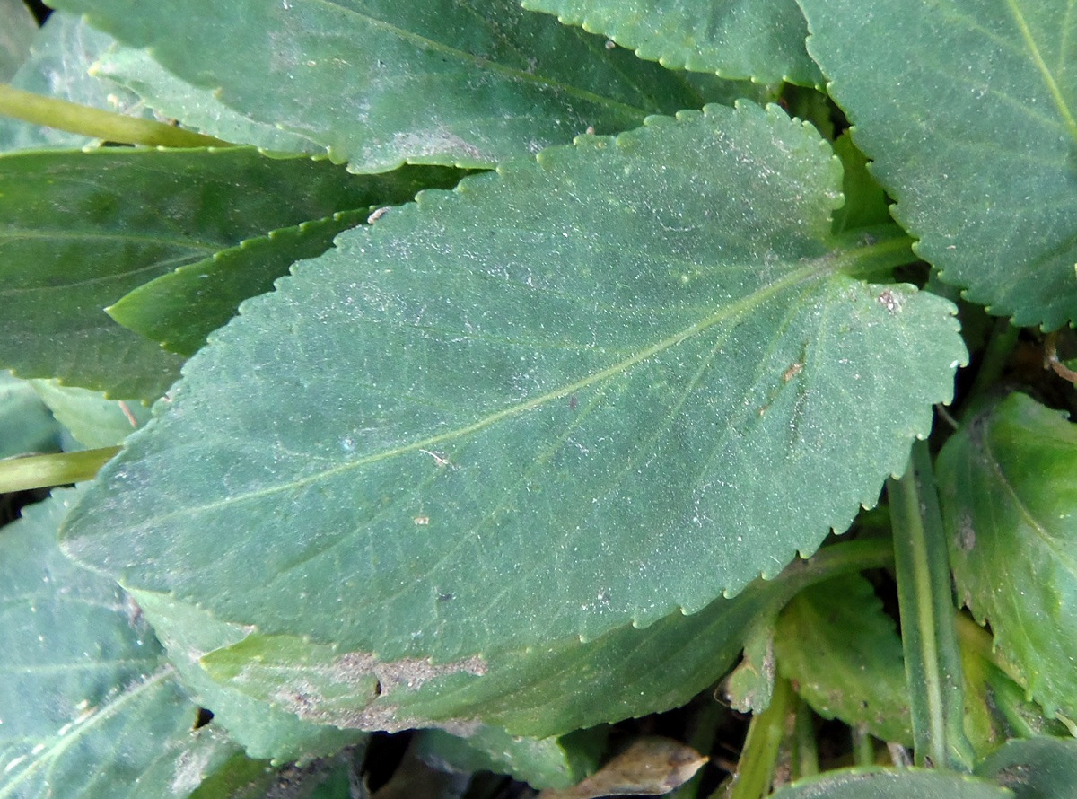 Image of genus Viola specimen.