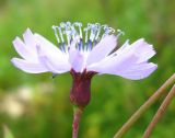 Lactuca sibirica. Соцветие с распустившимися цветками. Томская обл., окр. г. Томск, берег реки. 30.07.2009.