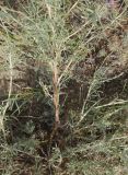 Astragalus polyceras
