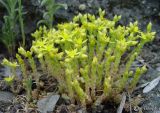 Sedum acre