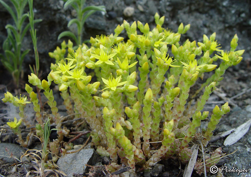 Image of Sedum acre specimen.