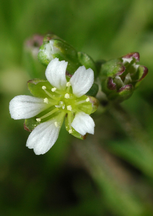 Изображение особи Minuartia biflora.