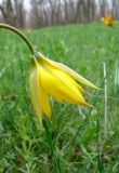 Tulipa biebersteiniana