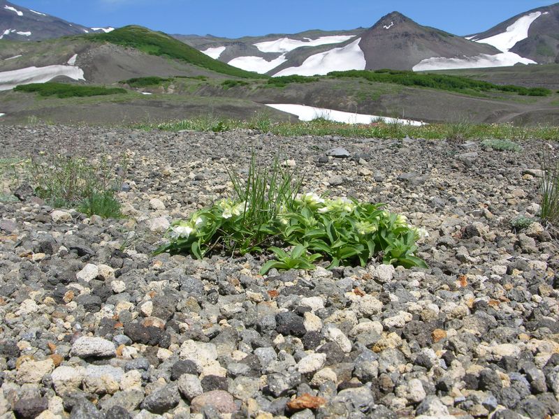 Image of Pennellianthus frutescens specimen.