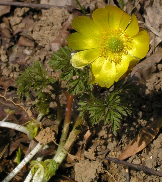 Image of Adonis amurensis specimen.