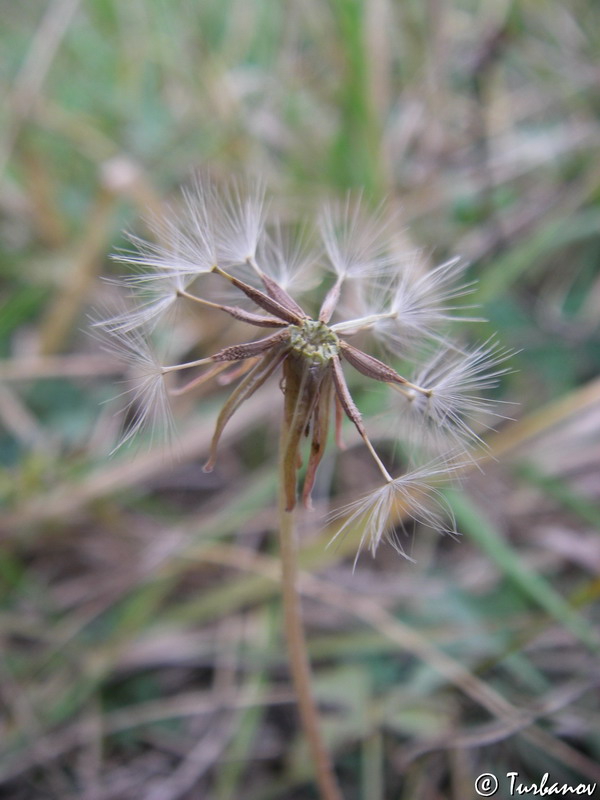 Изображение особи Taraxacum bessarabicum.