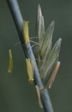 Elytrigia intermedia