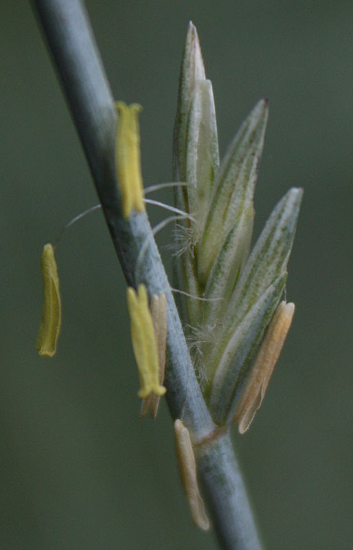 Изображение особи Elytrigia intermedia.