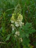 Pedicularis dolichorrhiza