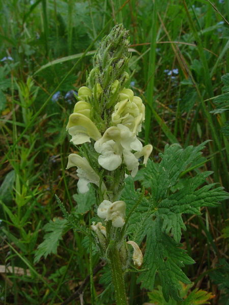 Изображение особи Pedicularis dolichorrhiza.