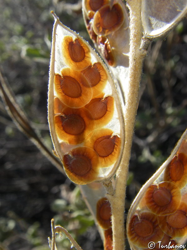 Image of Fibigia clypeata specimen.