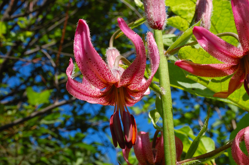 Image of Lilium pilosiusculum specimen.