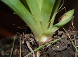 Eremurus spectabilis