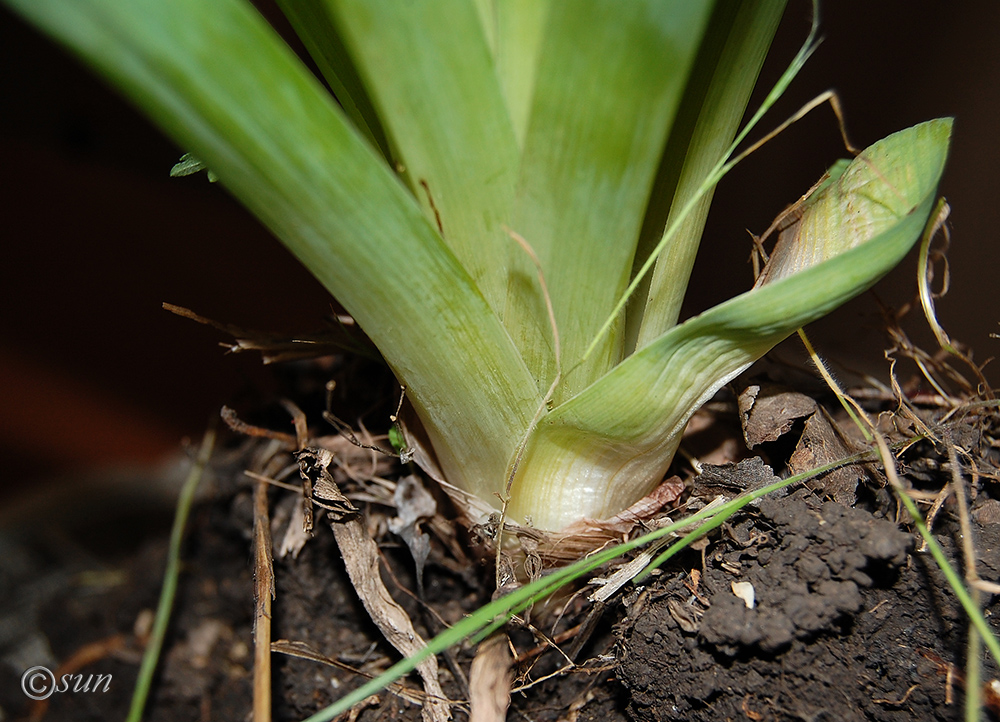 Image of Eremurus spectabilis specimen.