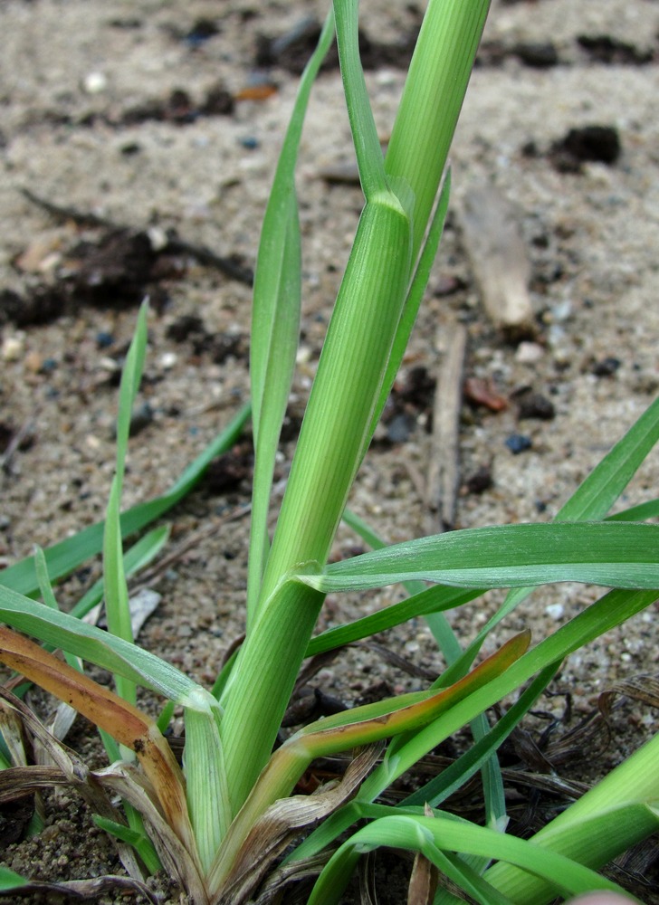 Image of Dactylis glomerata specimen.