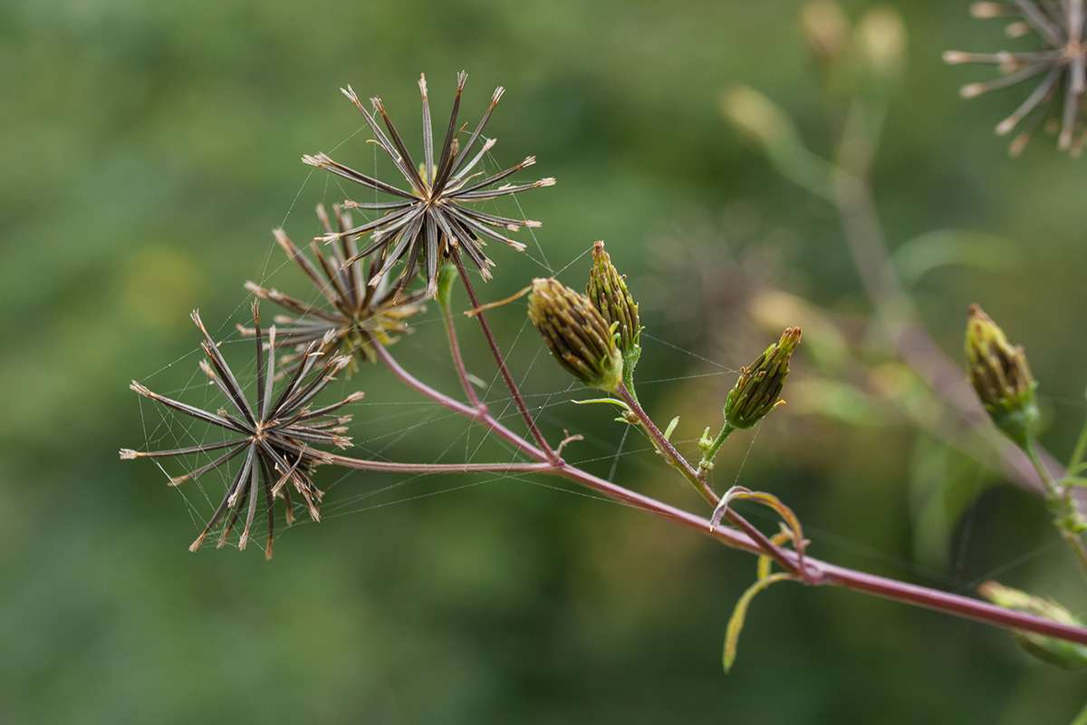 Image of Bidens bipinnata specimen.