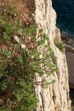 Euphorbia dendroides