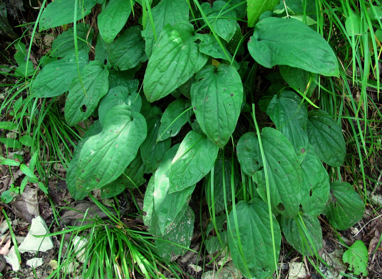 Image of Omphalodes cappadocica specimen.