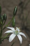 род Ornithogalum