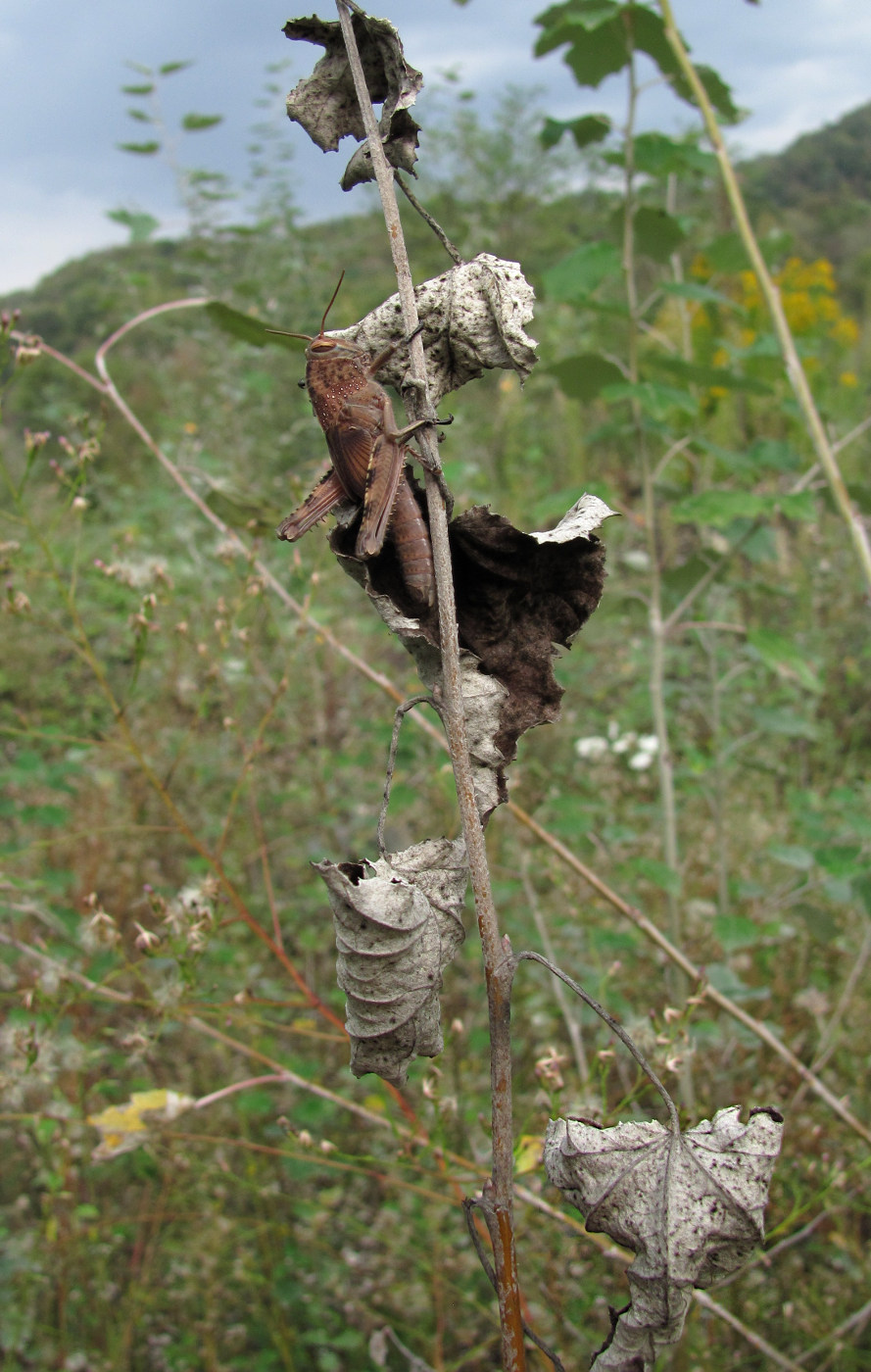 Изображение особи Populus alba.