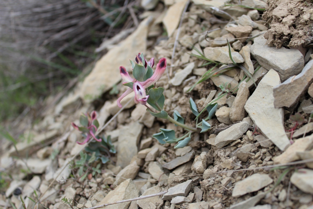 Изображение особи Corydalis kamelinii.