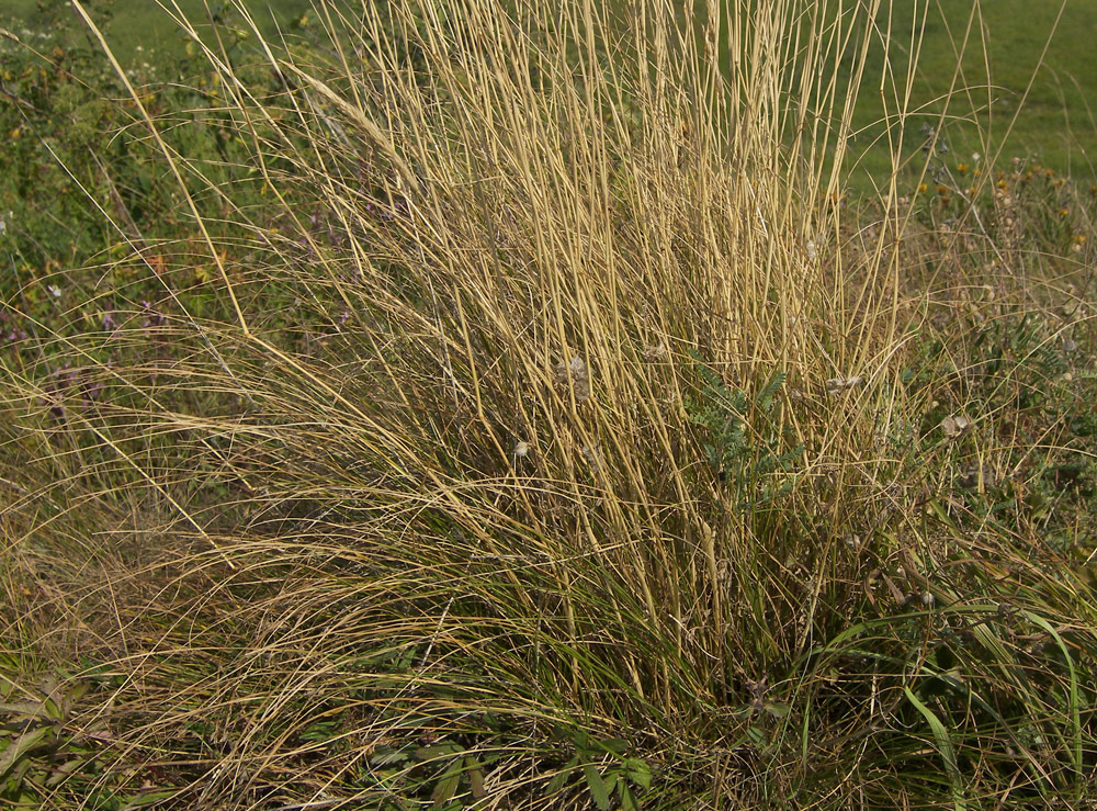 Image of Koeleria macrantha specimen.