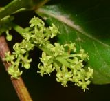 Rhus laevigata