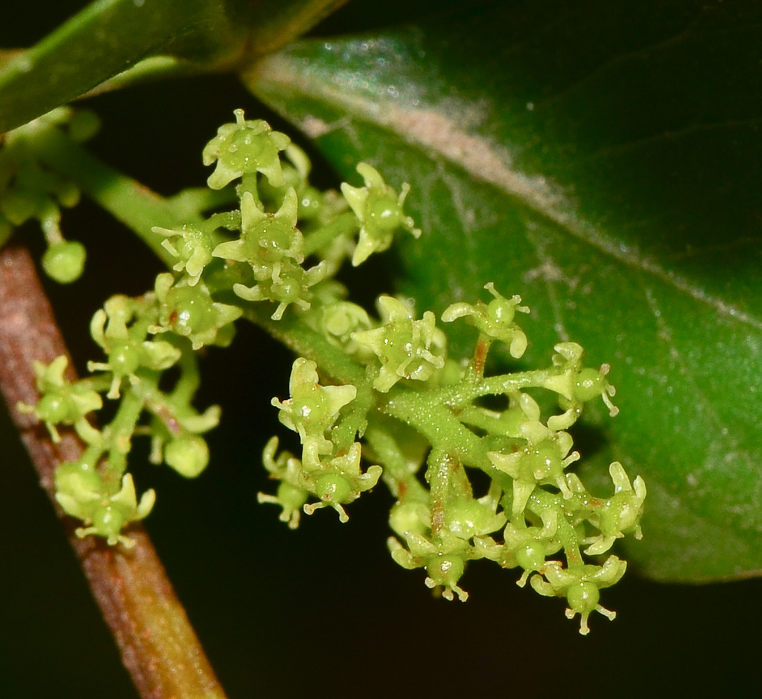 Image of Rhus laevigata specimen.