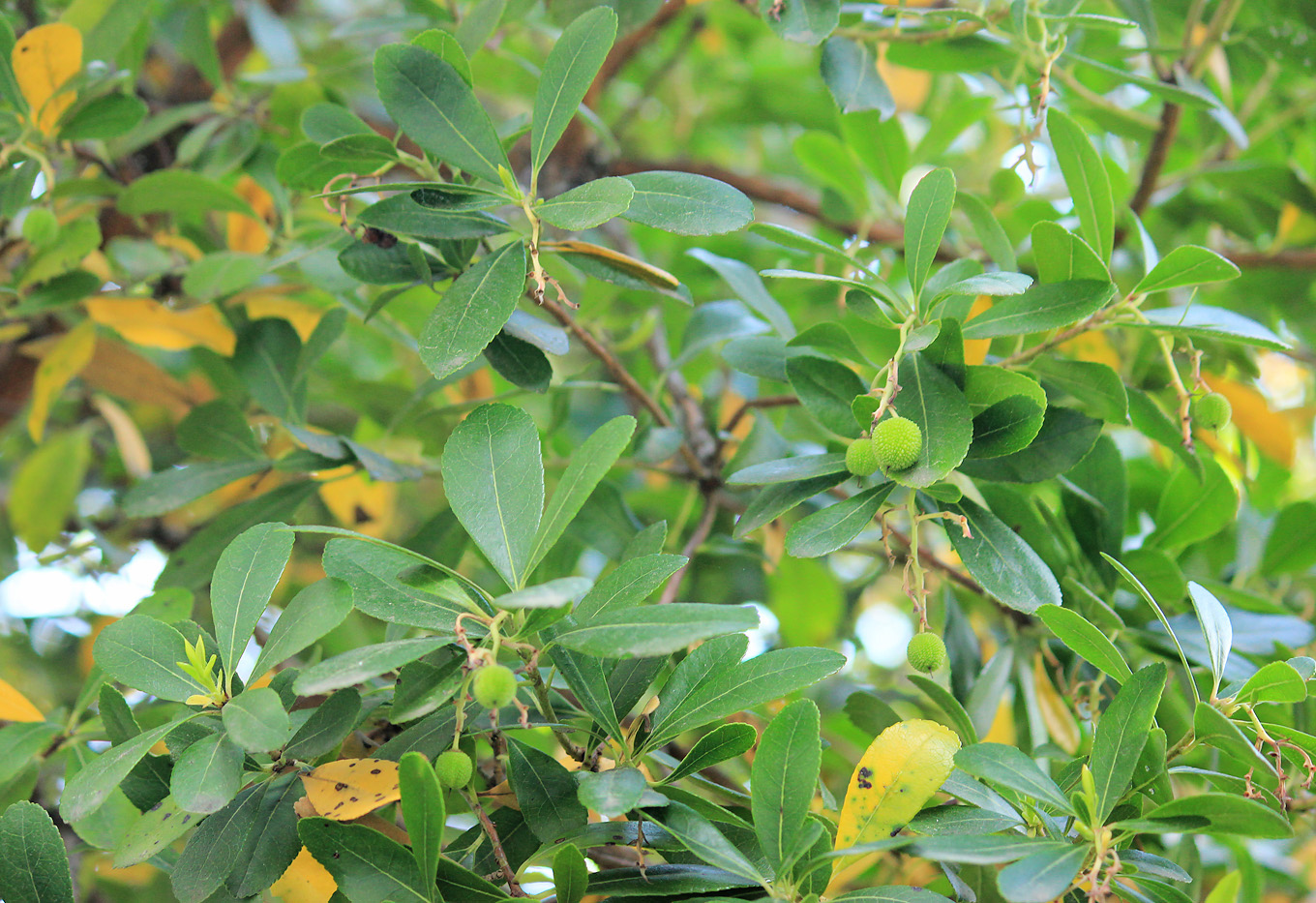 Image of Arbutus unedo specimen.