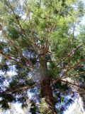Araucaria cunninghamii