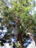 Araucaria cunninghamii. Взрослое растение, вид снизу. Австралия, г. Брисбен, ботанический сад. 18.07.2015.