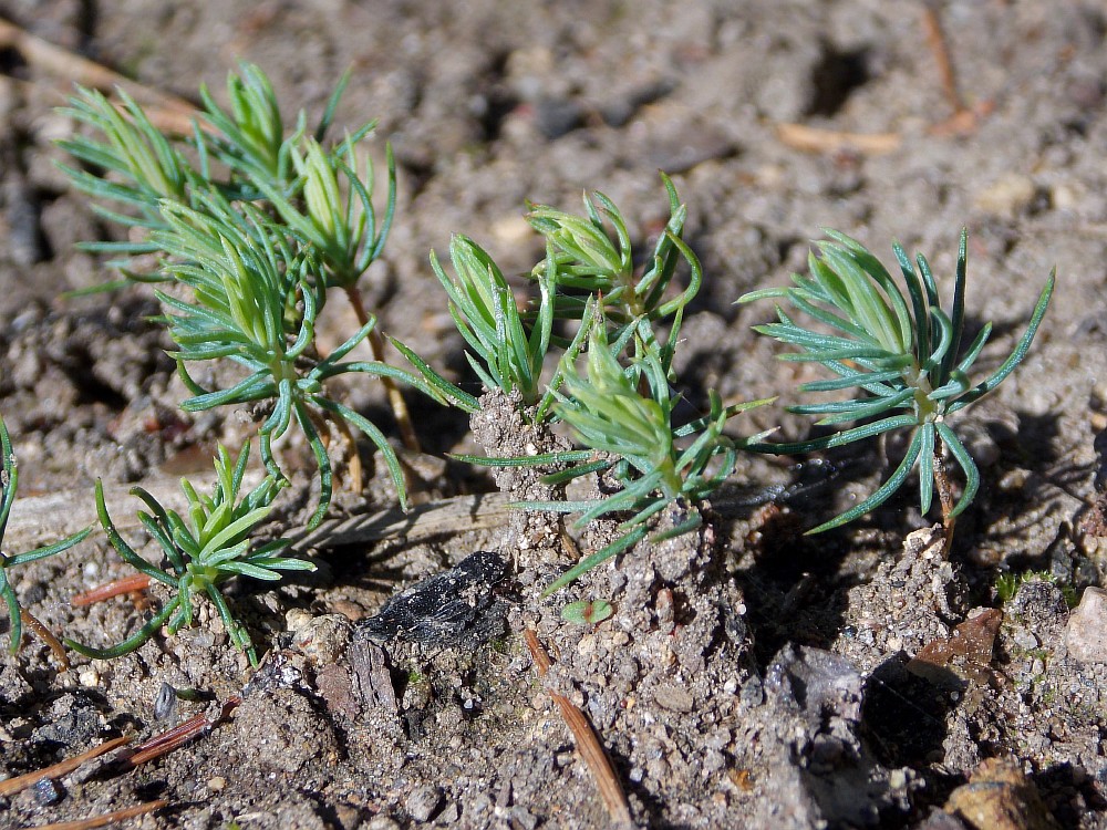 Изображение особи Picea asperata.