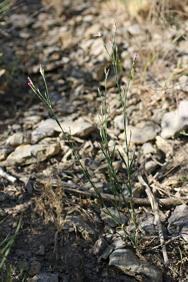 Image of Dianthus karataviensis specimen.