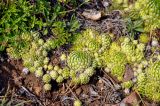 Orostachys spinosa. Вегетирующие растения. Иркутская обл., берег озера Байкал, окр. пос. Большие Коты, обрывистый берег на опушке хвойного леса. 02.07.2015.