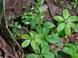 Galium triflorum