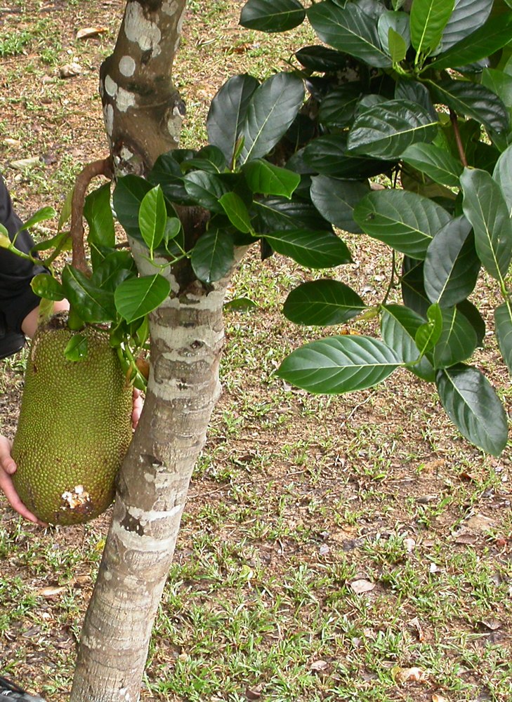 Image of Artocarpus heterophyllus specimen.