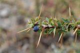 Berberis kaschgarica