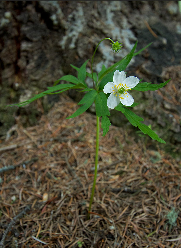 Изображение особи Anemone caerulea.