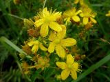 Hypericum maculatum. Цветки на верхушке побега. Архангельская обл., Вельский р-н. Август 2009 г.