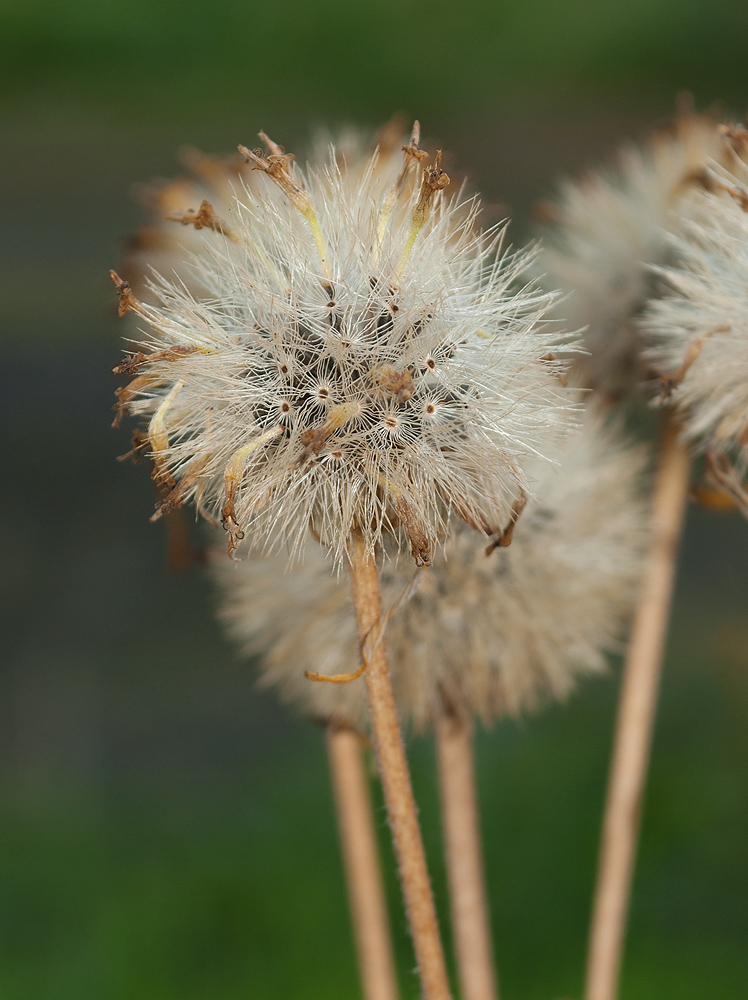 Image of Arnica montana specimen.